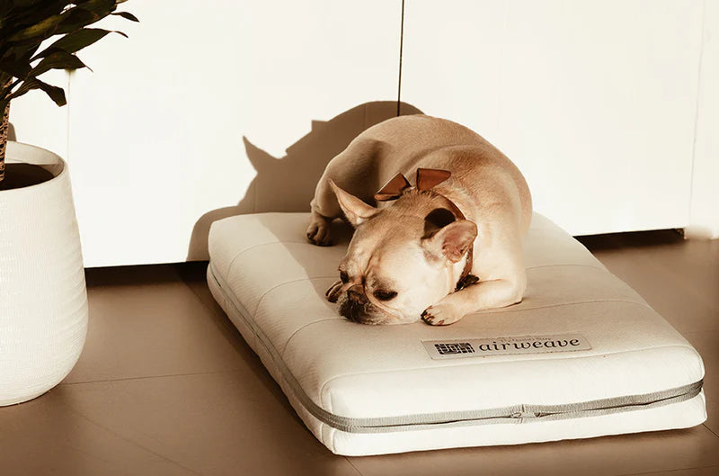 Better Sleep, Happier Dogs: Discover the Benefits of the Airweave Dog Bed